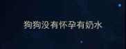 狗狗没有怀孕有奶水