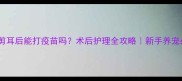 狗狗剪耳后能打疫苗吗术后护理全攻略新手养宠必看
