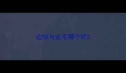 边牧与金毛哪个好
