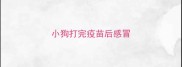 小狗打完疫苗后感冒