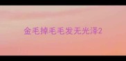 金毛掉毛毛发无光泽