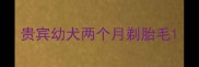 贵宾幼犬两个月剃胎毛