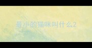 最小的猫咪叫什么