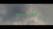 金毛怎么不吃饭了