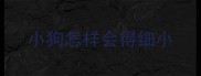 小狗怎样会得细小