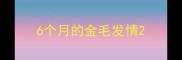 6个月的金毛发情