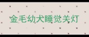 金毛幼犬睡觉关灯