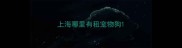 上海哪里有租宠物狗