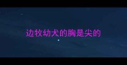 边牧幼犬的胸是尖的