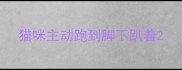 猫咪主动跑到脚下趴着