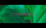 三个月比熊吐黄水
