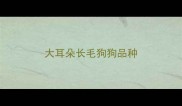 大耳朵长毛狗狗品种