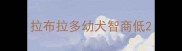 拉布拉多幼犬智商低