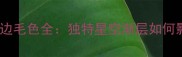 边境牧羊犬陨石边毛色全独特星空渐层如何影响性格与养护
