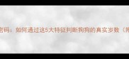 边牧的年龄密码如何通过这5大特征判断狗狗的真实岁数附饲养指南