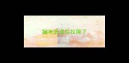 猫咪洗澡后拉稀了