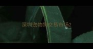 深圳宠物狗交易市场