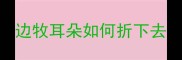 边牧耳朵如何折下去