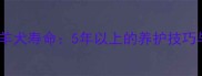 小型边境牧羊犬寿命5年以上的养护技巧与健康秘诀