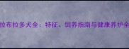 黑色拉布拉多犬全特征饲养指南与健康养护全攻略
