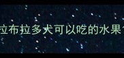 拉布拉多犬可以吃的水果