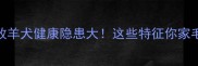 白色边境牧羊犬健康隐患大这些特征你家毛孩可能有