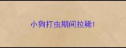 小狗打虫期间拉稀