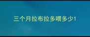三个月拉布拉多喂多少