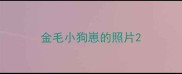 金毛小狗崽的照片