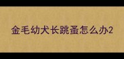 金毛幼犬长跳蚤怎么办