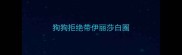 狗狗拒绝带伊丽莎白圈