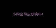 小狗会得皮肤病吗