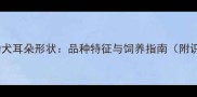 拉布拉多幼犬耳朵形状品种特征与饲养指南附识别技巧