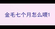 金毛七个月怎么喂