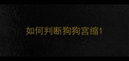 如何判断狗狗宫缩