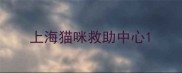 上海猫咪救助中心