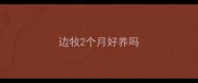 边牧2个月好养吗