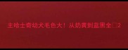 主哈士奇幼犬毛色大从奶黄到蓝黑全