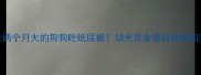两个月大的狗狗吃纸尿裤幼犬异食癖自救指南
