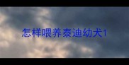 怎样喂养泰迪幼犬