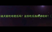 泰迪犬能吃哈密瓜吗这份吃瓜指南请收好