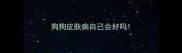 狗狗皮肤病自己会好吗