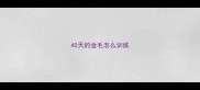 40天的金毛怎么训练