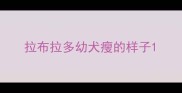 拉布拉多幼犬瘦的样子