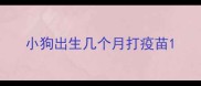 小狗出生几个月打疫苗