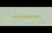 小狗生出来是怎么样的