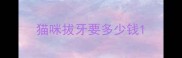 猫咪拔牙要多少钱