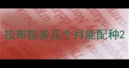拉布拉多几个月能配种