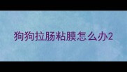 狗狗拉肠粘膜怎么办