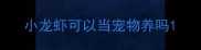 小龙虾可以当宠物养吗